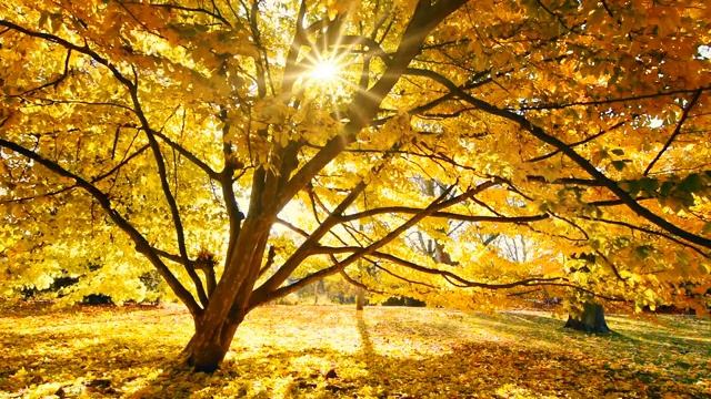 Beegie Adair - Embraceable You .mp4 смотреть онлайн