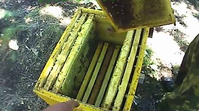 Моя пасека ( снимаем второй корпус) смотреть онлайн