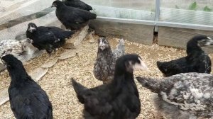 Цыплята доминантов. Эксперимент. Промежуточный итог.