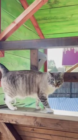 Альпинистка ? #приколы #shortsvideo #shorts #cat #cats #котики#кот #коты#кошак #кошка #котоприколы