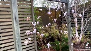 Какие магнолии можно вырастить в Подмосковье?