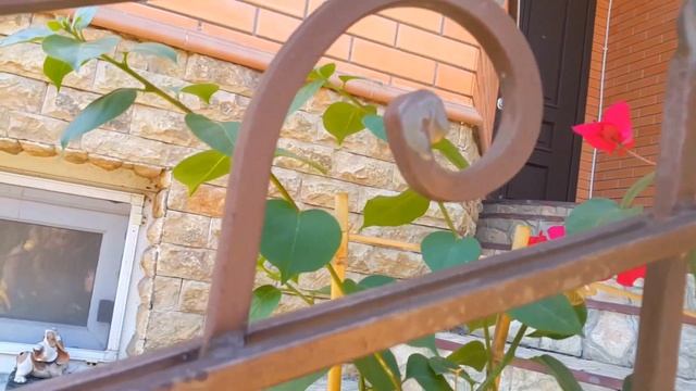 Декоративные пруды в ландшафтном дизайне .Цветет Бугенвиллия / Decorative ponds in landscape design смотреть онлайн