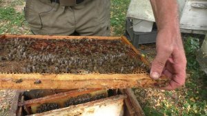 РУТУБ,  ДЗЕН или ЮТУБ.   работы с пчёлами в сентябре.