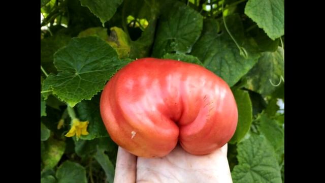 ПРОДАЮ СЕМЕНА ТОМАТОВ ЭКЗОТОВ смотреть онлайн