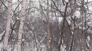 Дятел ест сало на дереве. Новосибирский дендропарк.