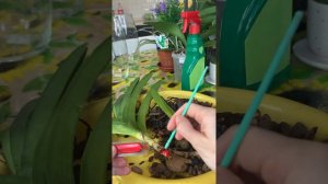 Ванда из грунта