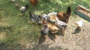 содержание и кормление молодняка кур