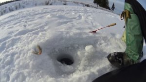 Опыт ловли окуня на безмотыльную мормышку (безмотылку)