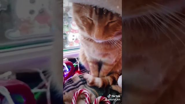 Тренды Tik tok| кот в новый год| meowy Christmas| Эти песни ищут все|