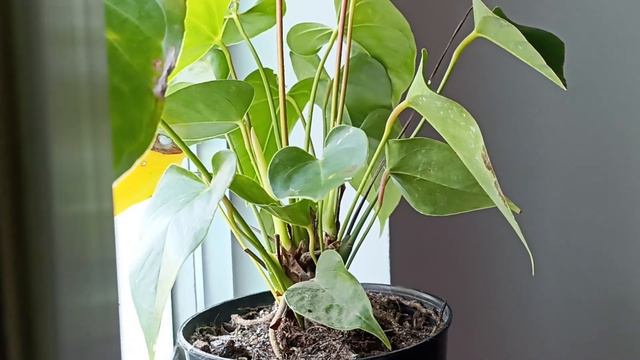 5 Reasons your Anthurium leaves turning brown смотреть онлайн