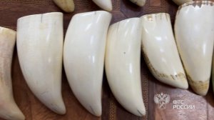 Зубы кашалота не позволили вывезти в Китай уссурийские таможенники.