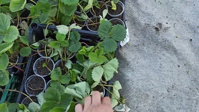 Эксперимент/рассада без фоггеров/без тумана. смотреть онлайн