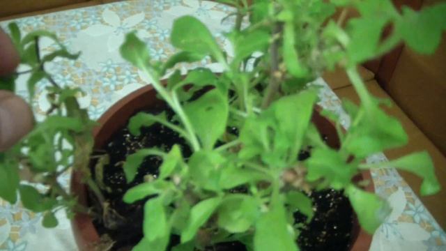 ПЕТУНИИ из ЧЕРЕНКОВ. Мультифлора на окне . Размножение петунии ЗИМОЙ. смотреть онлайн