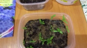 Всходы схизантуса