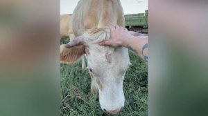 Корова телка стельная Бурятия