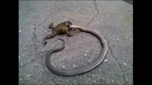 Прикольные лягушки.Funny frogs.Лягушка ест крысу,рыбу и не только!!!Приколы.