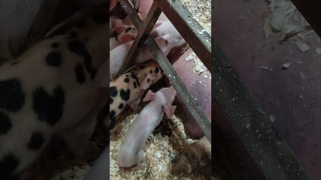 только что родились поросята смотреть онлайн