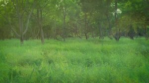 Музыка на успокоение эмоций, восстановление нервной системы, внутреннее умиротворение.