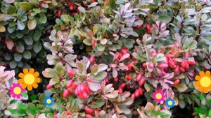 Барбарис самшитолистный Нана. Краткий обзор, описание характеристик berberis buxifolia Nana