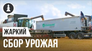 Уборка урожая в Оренбурге l Полуприцепы Грюнвальд и комбайны Ростсельмаш