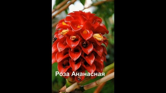 Самые необычные и красивые цветы в мире