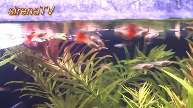 Гуппи Московская красная (Стаханов) смотреть онлайн