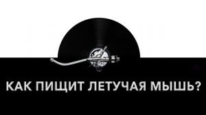 Как пищит летучая мышь? ? Звук летучей мыши и какие звуки издает летучая мышь