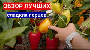 ЭТИ ПЕРЦЫ ЛУЧШЕ ВСЕХ РАСТУТ В СРЕДНЕЙ ПОЛОСЕ! ОТЛИЧНЫЕ ПЕРЦЫ ДЛЯ ТЕПЛИЦЫ И ОТКРЫТОГО ГРУНТА