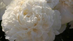 Peony A.E. Kundred / Пион А.Е. Кундред.