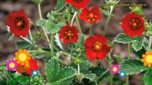 Лапчатка темно-кроваво-красная. Краткий обзор, описание характеристик potentilla atrosanguinea