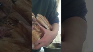 Лечение наростов на лапах кур.