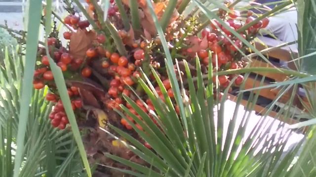 Сочи центр смотреть онлайн