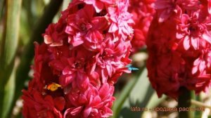 Гиацинт садовый Вудсток (hyacinthus giatsint-sadovyy) ? обзор: как сажать, луковицы гиацинты Вудсто
