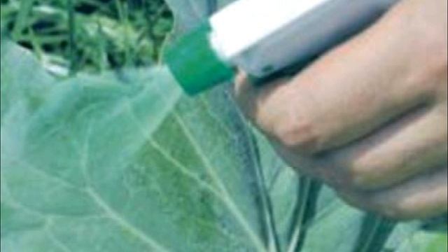 Охрана для капусты. Боремся с капустной белянкой, капустной мухой и темно серой совкой смотреть онлайн