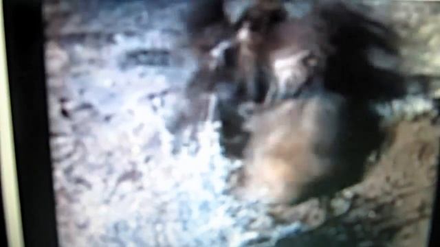 Golden eagle vs American Badger смотреть онлайн