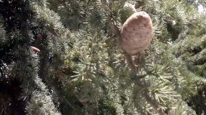 Ливанский кедр за окном