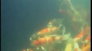 Каковы особенности содержания карпов Кои-бабочка (Cyprinus carpio carpio) в аквариумах и прудах ?