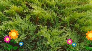 Можжевельник казацкий Сабина. Краткий обзор, описание характеристик juniperus sabina Sabina