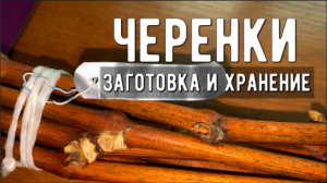 Заготовка и хранение виноградной лозы / Черенки винограда