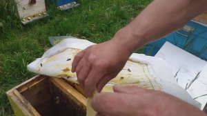 Противороевое расширение семей. (Тянут языки, подставляем вощину) 21 июня🐝🐝🐝🌤