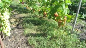 ТОП-5 старых сортов винограда,которые радуют
