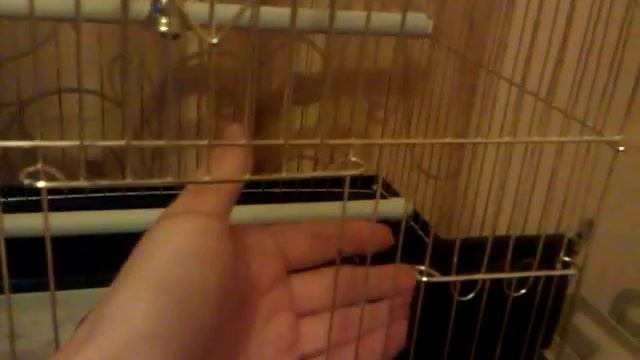 Ручная птица породы Зебровая Амадина смотреть онлайн