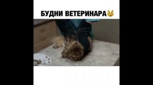 ПРИКОЛ - будни ветелинара