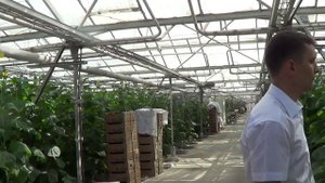 Борьба с вредителями в теплицах  Паутинный клещ  Защита от паутинного клеща