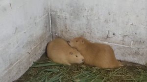 Почему нутрия начала тянуть задние лапы? можно ли хлеб нутрии?