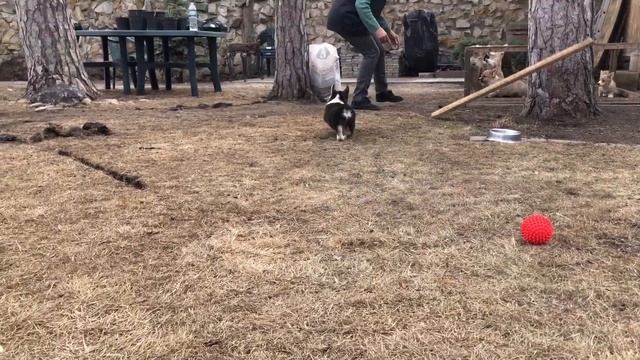 Вельш Корги / Щенок Триколор / смотреть онлайн