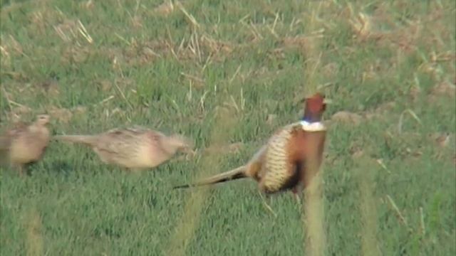 Уссурийский фазан смотреть онлайн