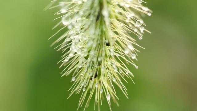 Water Drops with Sony SLT-A55 & Minolta 100mm F2.8 (D) Macro смотреть онлайн