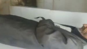 Бобои рачабали евони