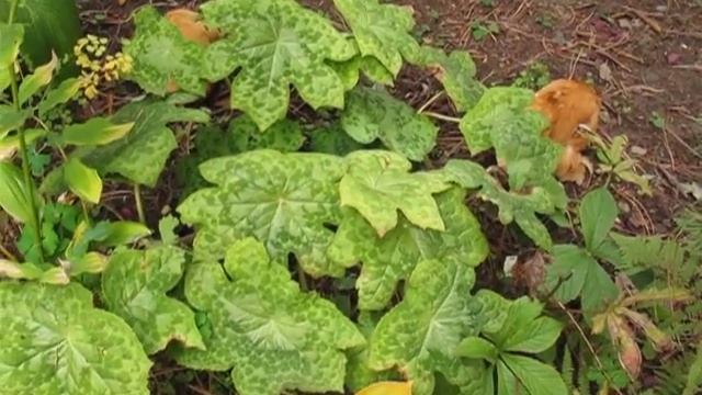 Podophyllum spotty dotty 3599 смотреть онлайн